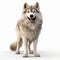 Impressive Photorealistic Rendering Of A Wolf On White Background