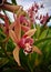 Impressive pink purple-spotted Cymbidium orchid in tropical exotic garden