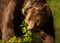 Impressive portrait of Eurasian Brown bear in forest