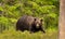 Impressive portrait of Eurasian Brown bear in a forest