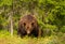 Impressive portrait of Eurasian Brown bear in a forest