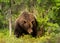 Impressive portrait of Eurasian Brown bear in a forest