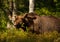 Impressive portrait of Eurasian Brown bear in forest