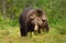 Impressive portrait of Eurasian Brown bear in a forest