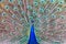 Impressive portrait of a peacock with its tail open