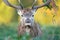 Impressive portrait of a red deer stag with bracken on antlers