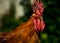 Impressive portrait of a red rooster on a green background