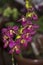 Impressive Purple Orchids