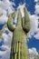 An impressive saguaro cactus in bud, with blue skies and white clouds