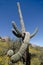 Impressive Saguaro on Pinnacle Peak park trail
