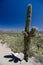 Impressive saguaro on Pinnacle Peak park trail