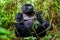 Impressive silverback mountain gorilla sitting in the forest