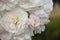 Impressive soft white floribunda roses.