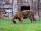 Impressive specimen adult sumatran tiger on the grass