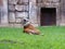 Impressive specimen adult sumatran tiger on the grass