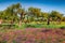 Impressive spring view of blooming tangerine garden. Colorful morning scene of Cape Milazzo countryside, Sicily, Italy, Europe. Be