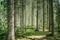 Impressive spruce trees in the forest: Relaxation, spirituality and wood therapy