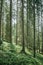 Impressive spruce trees in the forest: Relaxation, spirituality and wood therapy