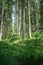 Impressive spruce trees in the forest: Relaxation, spirituality and wood therapy