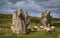 Impressive standing stones from the historic circle in Avebury Wiltshire. Sheep can be seen grazing amongst the massive rocks