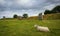 Impressive standing stones from the historic circle in Avebury Wiltshire. Sheep can be seen grazing amongst the massive rocks