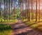 Impressive summer sunrise in spruce forest. Magic sunlight gloving trees and grass in Shatsky National Park