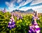 Impressive summer view of Stokksnes cape with flooming loopine flowers. Sunny morning scene of Iceland with Vestrahorn Batman Mo