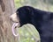 An Impressive Sun Bear Tongue, Helarctos malayanus