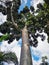 Impressive tall Dammar pine tree, Agathis dammara