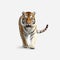 Impressive Tiger Walking On White Background In 8k Resolution