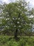 Impressive tree, haunting shapes of the tree branches, with all of the living nature around it.