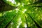 Impressive trees in the forest. Fresh green, spring time. Bottom view