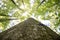 Impressive trees in the forest. Fresh green, spring time. Bottom view