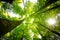 Impressive trees in the forest. Fresh green, spring time. Bottom view