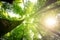 Impressive trees in the forest. Fresh green, spring time. Bottom view