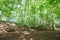 Impressive trees in the forest. Fresh green, spring time. Bottom view