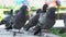 Impressive view of a large flock of white and grey pigeons, seeking food, walking and flying off on a spacious square a