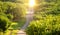 Impressive view of orange garden with green leaves and sun shining in springtime, natural and food background