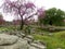 Impressive View of Uncountable Remains and Pink Flowering Trees at Archaeological Site of Ancient Olympia