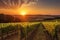 impressive view of vineyard at sunset, with the sun setting behind the rows of grapevines