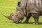 An impressive white Rhinoceros nibbles the grass