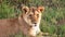 Impressive wild lions in the wilds of Africa in Masai Mara