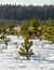 An impressive winter evening in nature, a fir tree in the snow