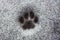 Imprint of a cat`s paw on the snow on the road