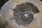 Imprint fossil of an ammonite Ammonoidea