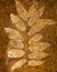 The Imprint leaf