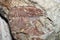 The imprint on the rock prehistoric fish