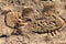 Imprint of the sole of a right foot hiking shoe on a wet muddy ground