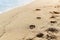 Imprints of dog paws on the sand of the sea beach at the water`s edge