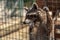 Imprisoned Raccoon holding on Zoo Cage